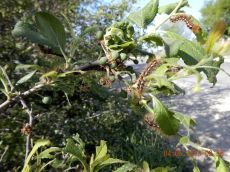 Euproctis-chrysorrhoea-гусеницы-Prunus-spinosa